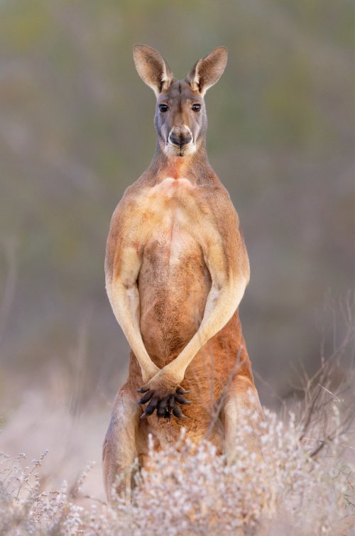 Male Red Kangaroo - The Sentinel