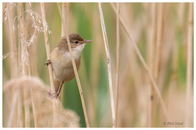 Reed Warblers