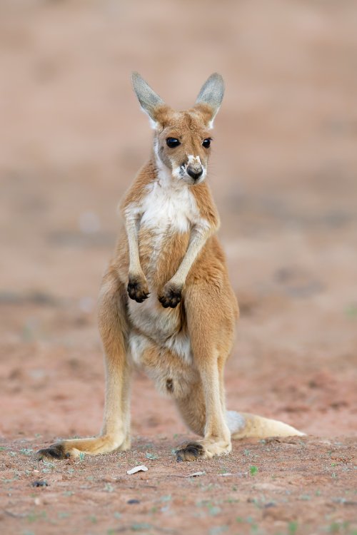 Male Red Kangaroo - The Sentinel