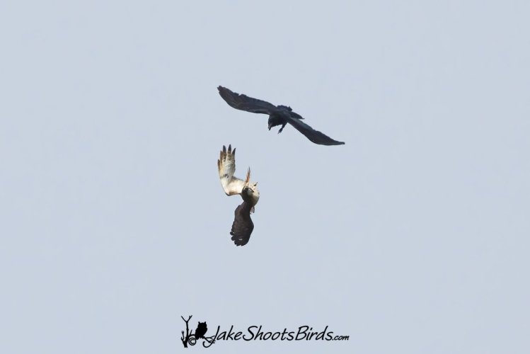 Crow vs. Red-tailed Hawk