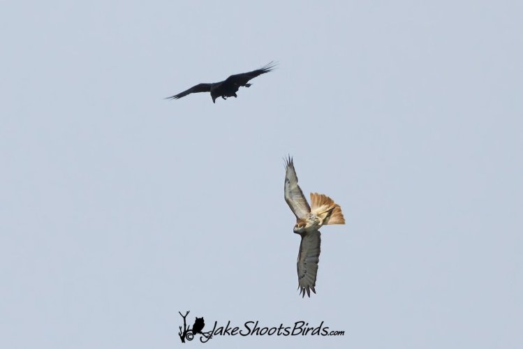 Crow vs. Red-tailed Hawk