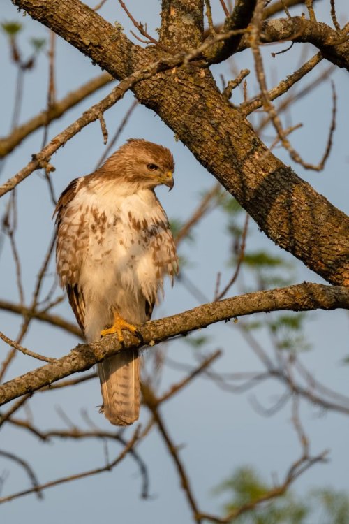My closest images of a hawk ever.