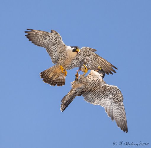 Peregrine Falcon - prey exchange