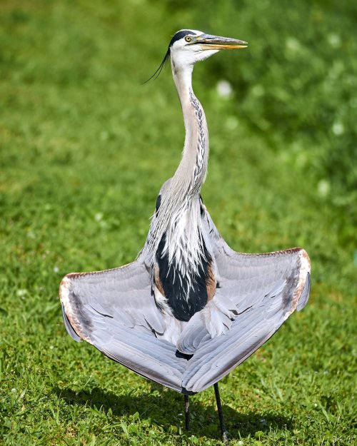 Blue Heron drying off