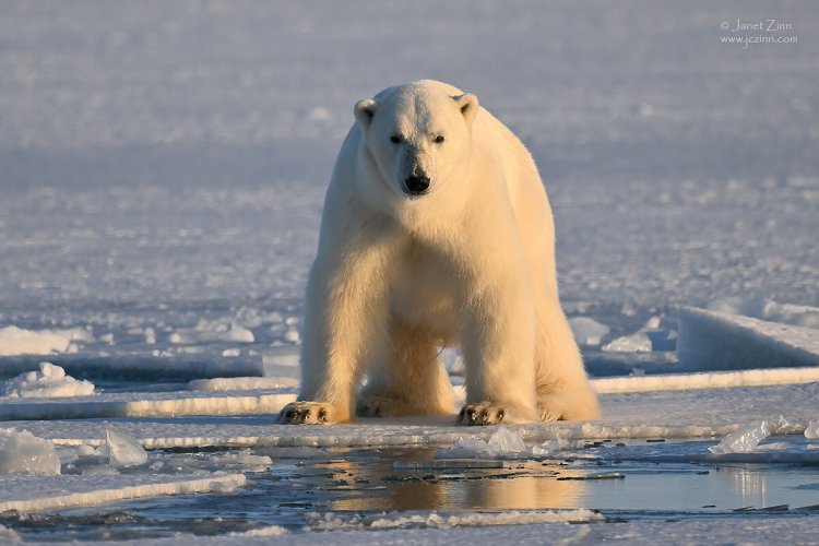 Svalbard Polar Bears