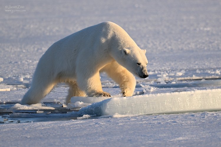 Svalbard Polar Bears