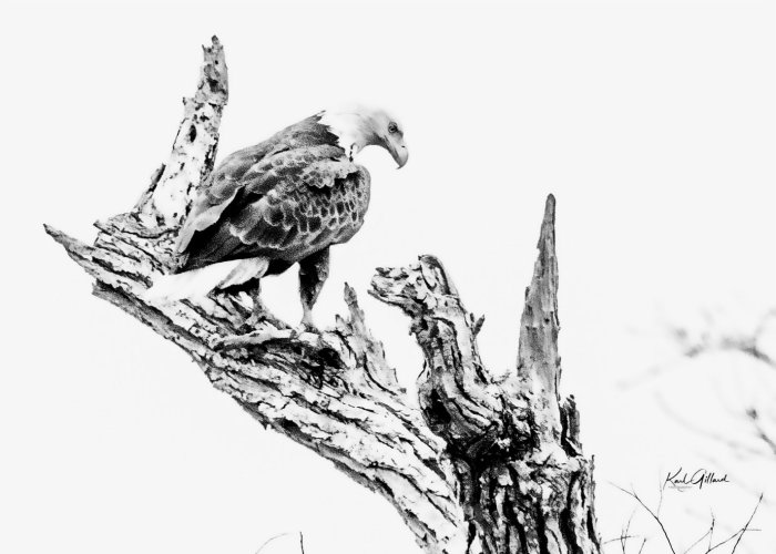 Show Your High-Key B&W Wildlife Photos