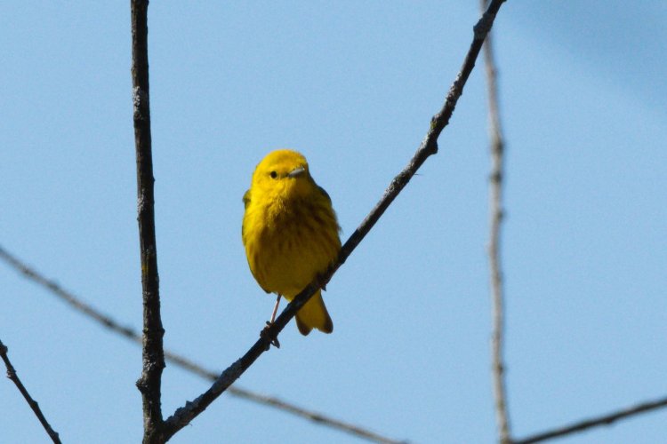 Yellow Warbler