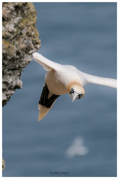 Birds in Flight -- Share your BIF Images