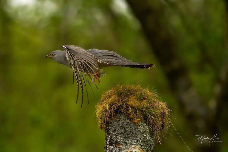Cuckoo From The Galloway Region Of Scotland