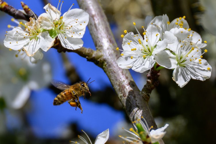 Honey bee & Plum blossoms