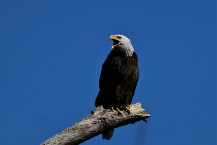 Eagle in the Forest Preserve SW Cook County IL