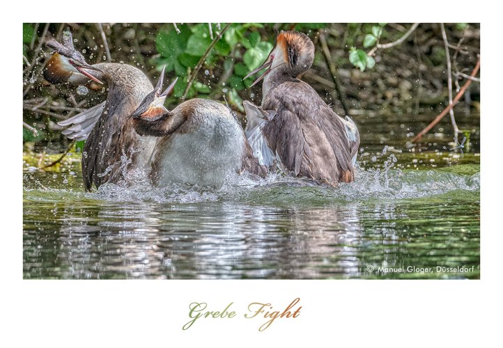 Great Crested Grebe Fight