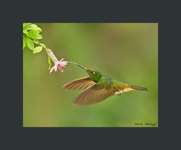 Hummingbird of Ecuador