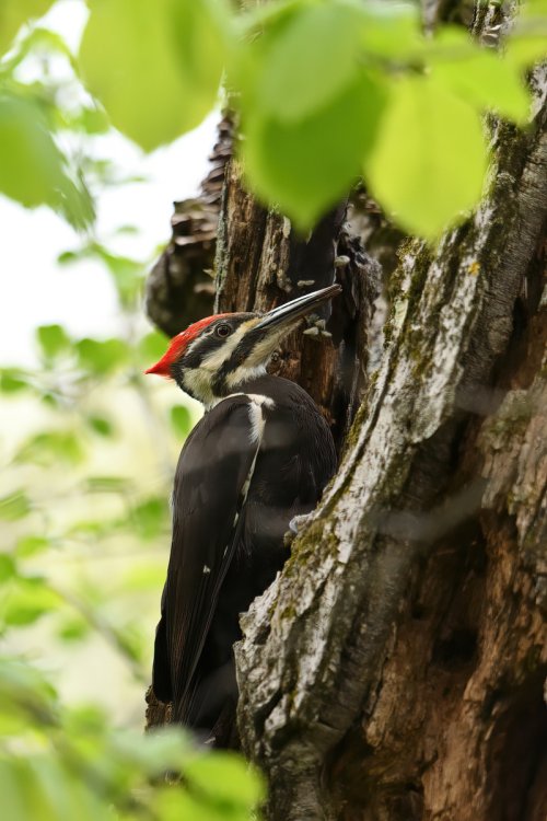 Female Pileated Woodpecker