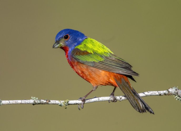 Is this bird even real? Painted bunting male