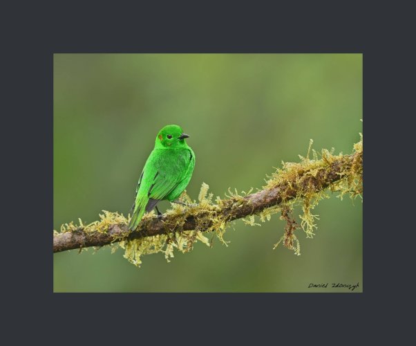 Glistening green Tanager