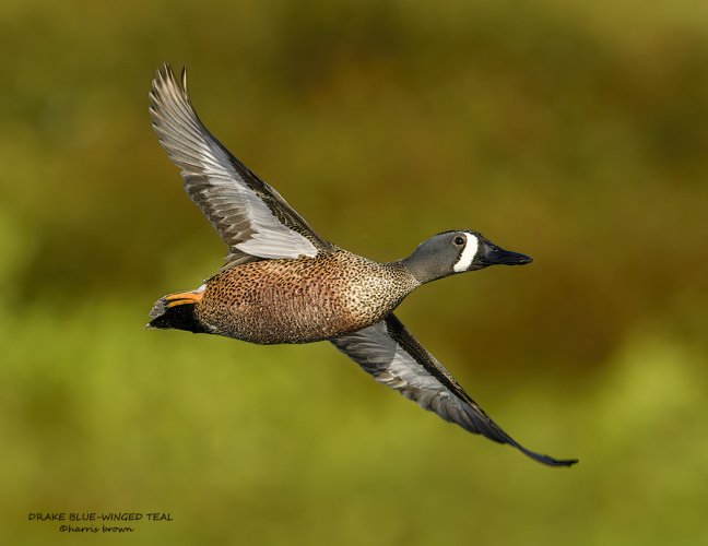 Birds in Flight -- Share your BIF Images