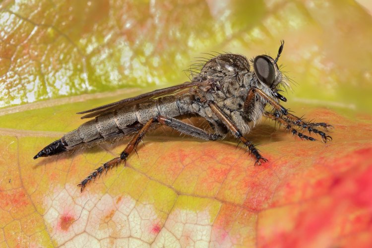 Robber fly