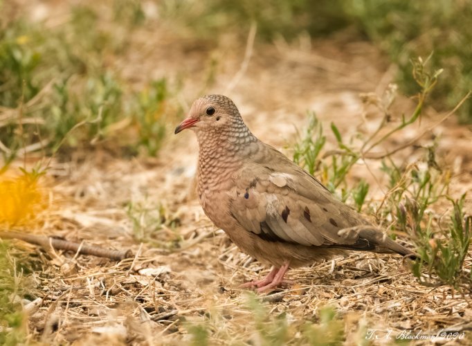 Common Ground Dove, San Diego CA