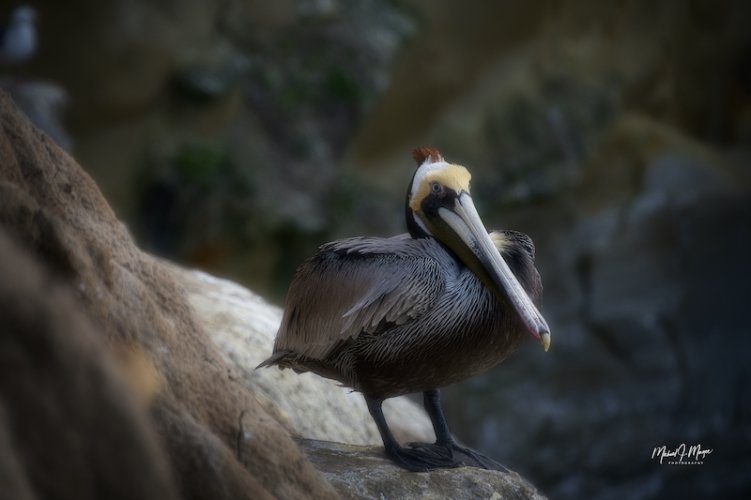 Brown Pelican on Cliffs near La Jolla California