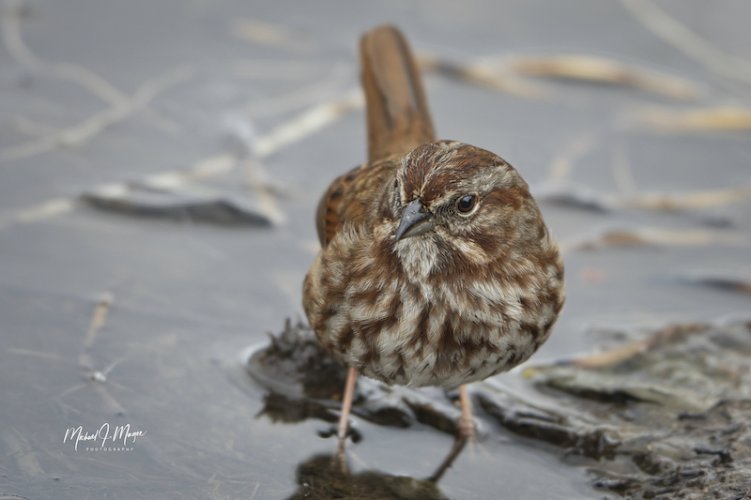 Up Close Shot of a Song Sparrow on a Lake Shore