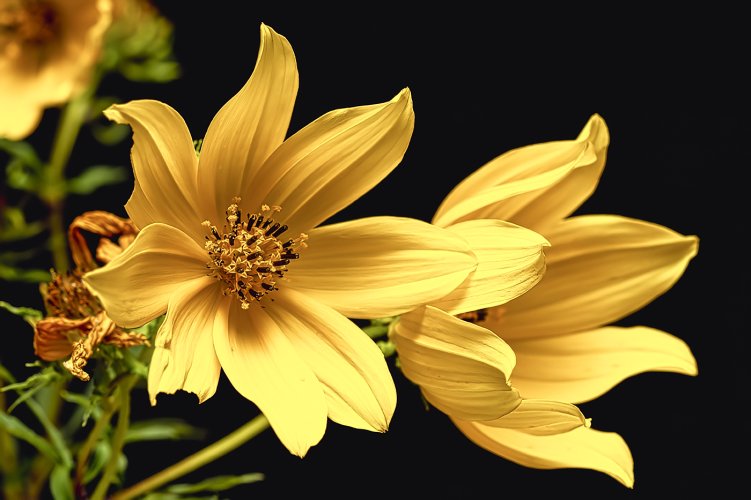 Tick seed Sunflower Bidens polylepis