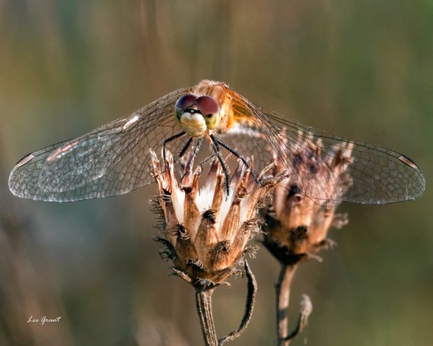 Dragonfly. D90 with sigma 150 2.8 macro lens