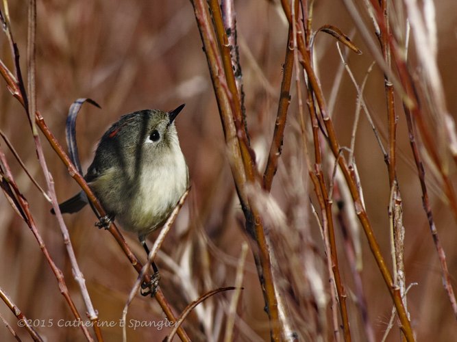 Some Love for the Little Guys - Share your Songbird/Warblers/Wrens....