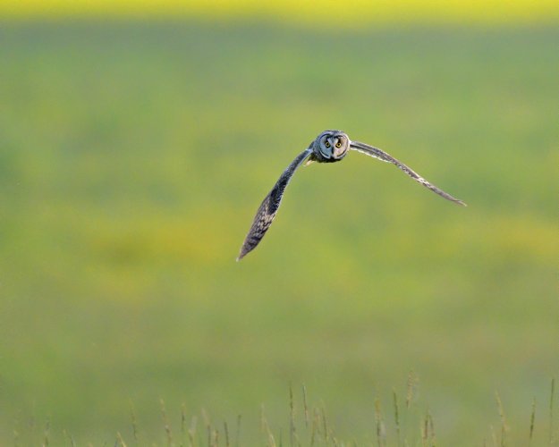 Owls... Share Your Owl Photos