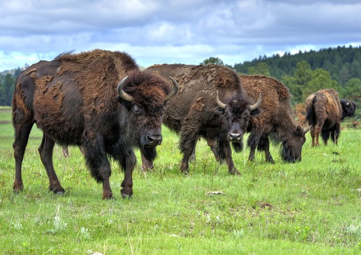 North American Bison