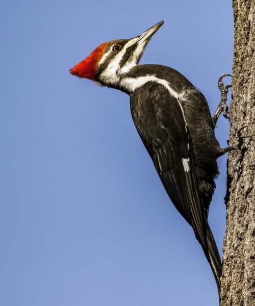Pileated Woodpecker Canon 7D Mark ll, Tamron 150-600mm@600mm, f6.3, 1/5000s, ISO1000
