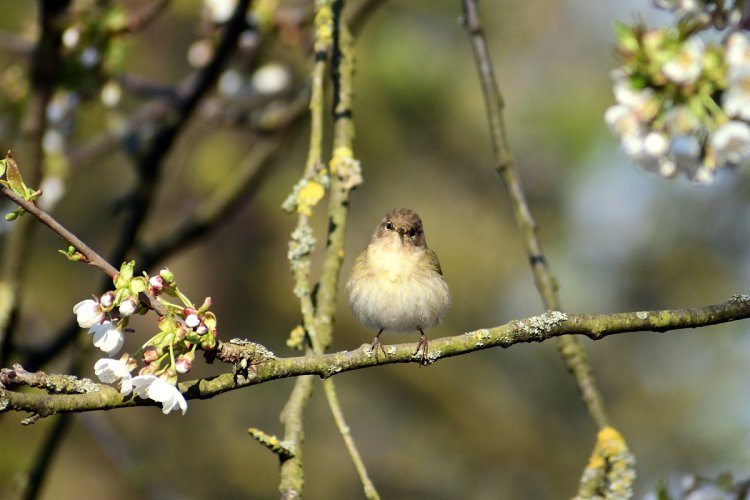 Some Love for the Little Guys - Share your Songbird/Warblers/Wrens....