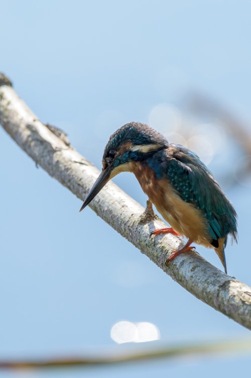 Another Kingfisher