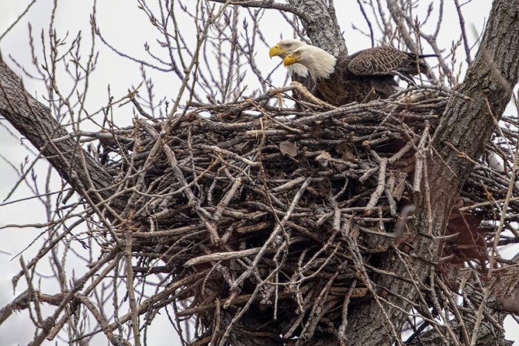 FIXED - eagle pair with nest