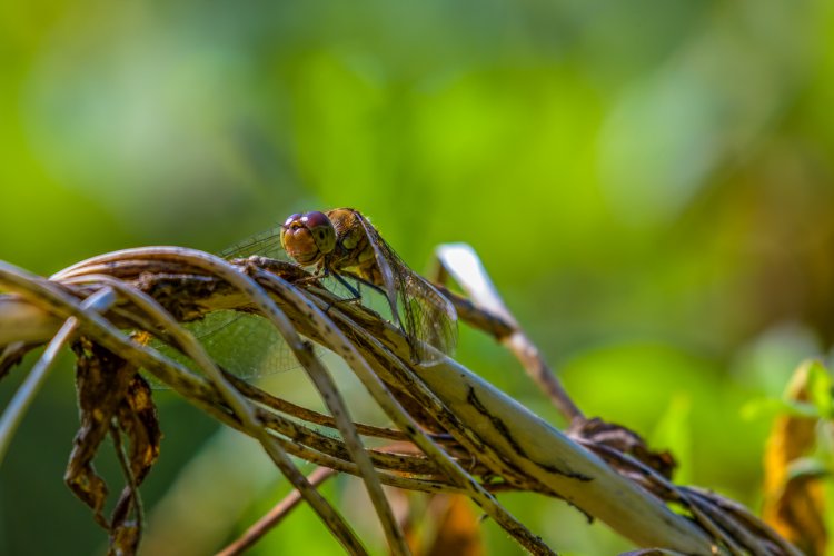 Two dragonflies