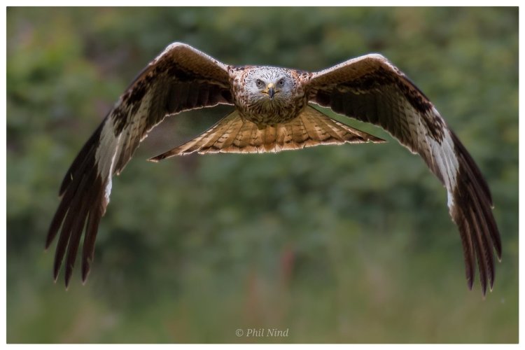 Red Kite coming for you!