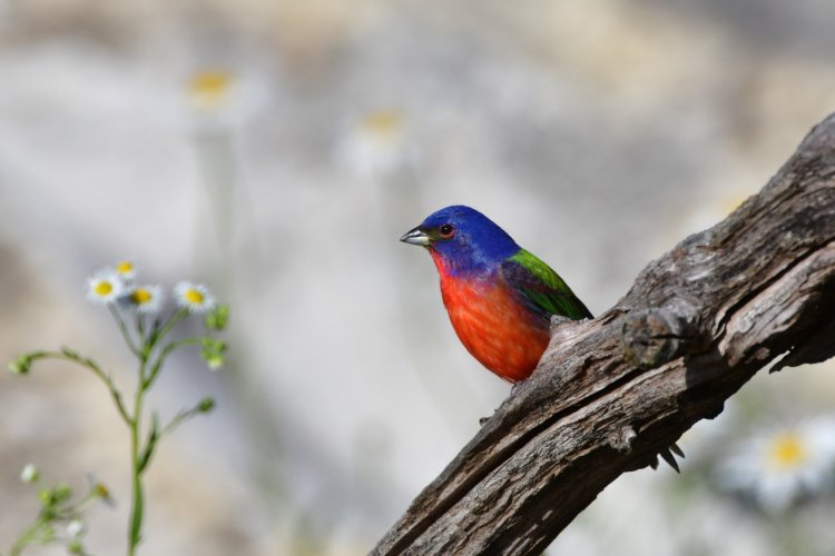 Painted Bunting X 3