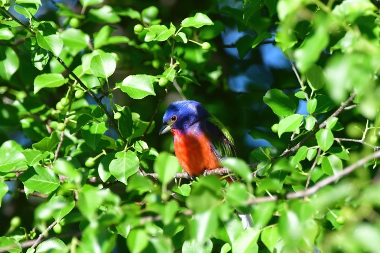 Painted Bunting X 3