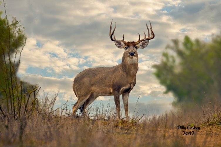 Beautiful Whitetail Buck, Zapata County, TX