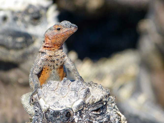 lava-lizard-on-marine-iguana-3.jpg