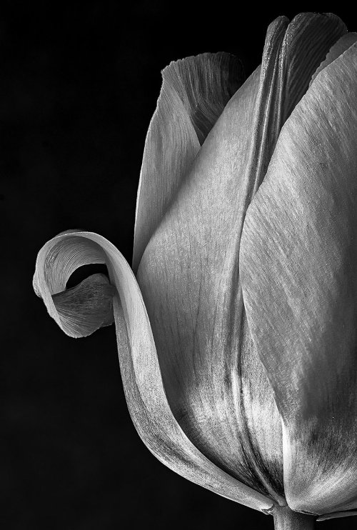 Day-Old Tulip (stack of @30 images)