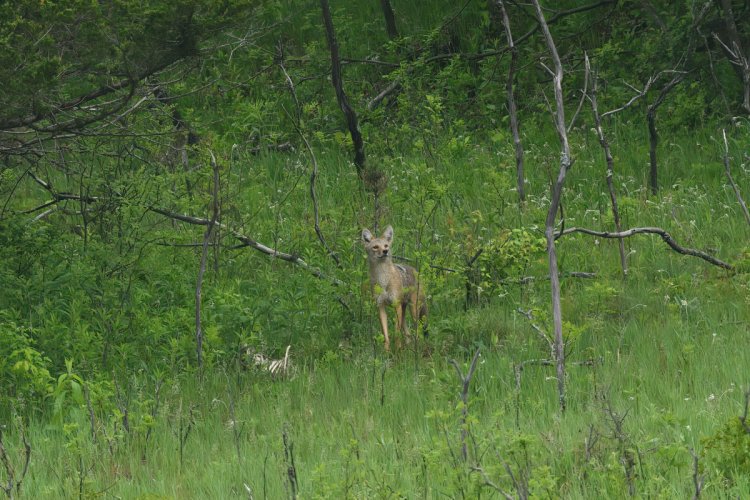 A coyote from my hike this morning...