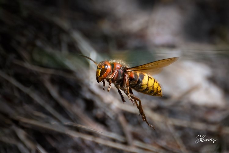 Z9 - flying hornet