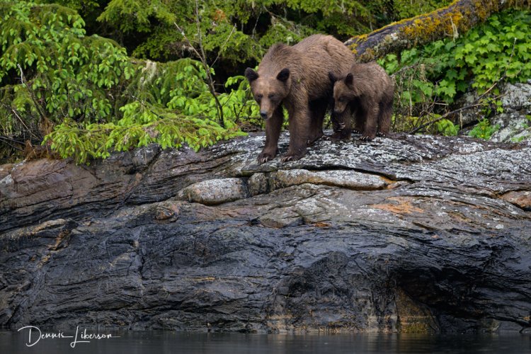 “Mom, I’m Scared!” - Brown Bear Mother and Cub