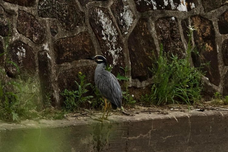 My First Yellow-crested Night Heron