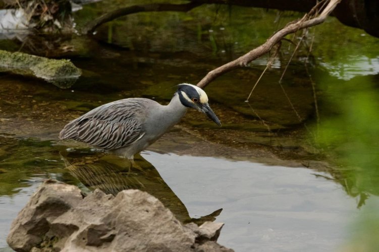 My First Yellow-crested Night Heron