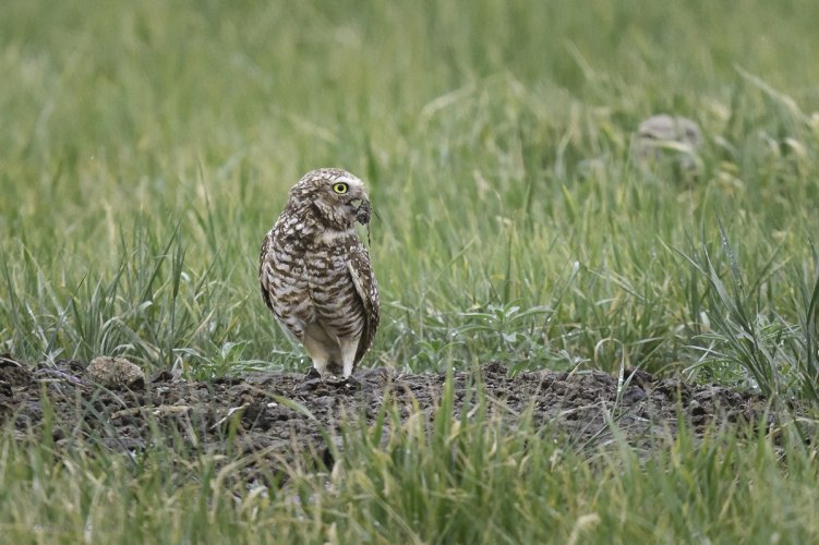 Burrowing Owl with nesting material