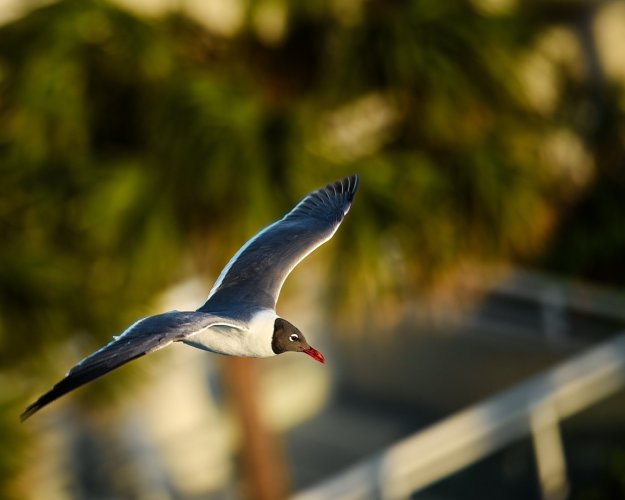 Birds in Flight -- Share your BIF Images