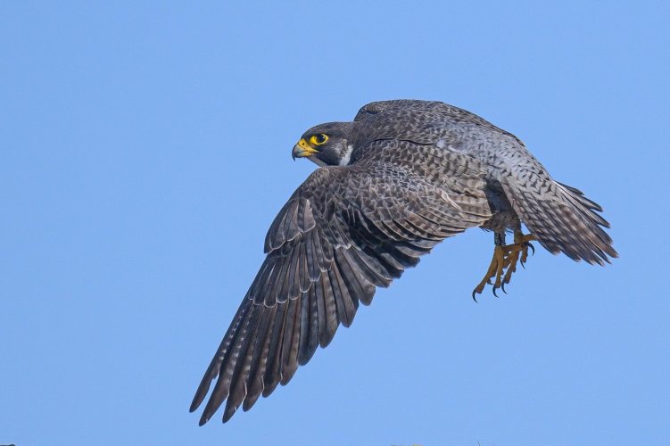 Peregrine Falcons - California Coast